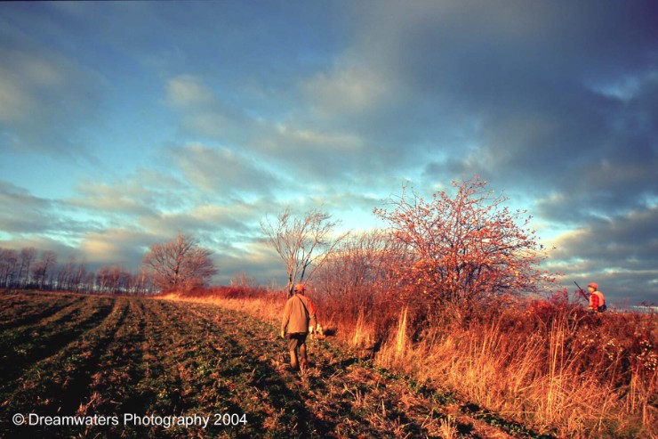 Copy Ron Craig Roo Hedgerow H1 copy.jpg